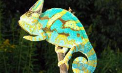 i need to re-home my 17 month male veiled chameleon a.s.a.p he is beautiful vary bright coolers can contact nick at 903 793 4565 i live in martinsville ,in can meet you if not to far thanks i would also trade four a 4 to 6 month female ambilobe panther