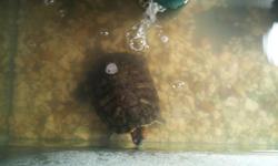 10 year old red-earred turtle we have raised since he was a baby.&nbsp; He is very friedly.&nbsp; Aquariums (two 20-gallon) and heat light, all food, rocks and supplies are included.&nbsp; My son is in high school and soon off to college, this was his