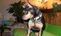 Friendly and affectionate 6 year old Miniture Pinscher for sale. He is neutered and current on all shots. He would come with his pillow bed and blanket. We are looking the best offer. Any questions please text -- or email. Thanks.