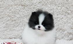 Affectionate Teacup Pomeranian Puppies&nbsp; New Homes !! .Note: Email us directly ( lonna.tyrrell@yahoo.com ) for more information and Recent Pictures OR&nbsp; Text us your email @ () -