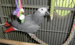 she is a good bird she say alot of word dont have time for her need a good home for her you can call and ask for steve --