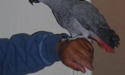 african congo parrot grey to offer
we have a healthy African congo parrot to give free of charge. this is male parrot and has been vaccinated and and free from diseases. the parrot is very lovely and we are looking for a lovely and caring family to take