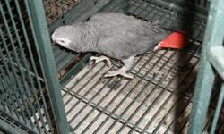 7 year old african gray named harley, very healthy comes with lg. cage toys, and rest of food. Has approx. 50 to 60 word vocab. Will trade for golf cart only, If you have a decent golf cart I will trade.