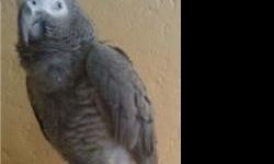 African Gray parrots for sale. contact us for more details and pictures.
