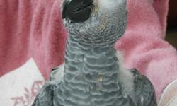 African Grey Congo baby available. &nbsp;He is seven months old (hatched 5-12-12). &nbsp;Haven't advertised him until now, as we have just been having too much fun playing with him. &nbsp;If you would like additional information, please contact me at /-.
