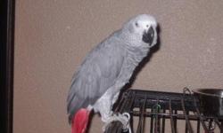 11 year old African Grey Congo Parrot. I hate to get rid of her, but my B & G Macaw and Mastiff are allergic to her. We have had her approximately 2 month and had her Vet checked a few days after we got her, vet said she was healthy. Sally will talk once