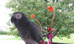 African Grey with a good vocabulary for Sale. Includes bird cage...interested please call (561)558-2700