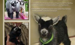 &nbsp;
African Pygmy Goats ? Arriving now! Exciting Rare Colors
Now accepting deposits on kids arriving every month in limited quantities.&nbsp;
Specializing in rare grey/brown and brown agouti colors.
Â·&nbsp;&nbsp;&nbsp;&nbsp;&nbsp;&nbsp;&nbsp;&nbsp;