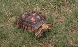 African spurred tortoise, about 4yrs old,female. Had since hatchling.