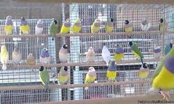 I have Society Albino Finches,Society Split to Albino for $12.00 each or $20.00 a pair, normal society for$8.00 apair. Also have Gouldian Finches, Normal, Yellow, and Blue back.
Call for prices (609-670-1676)