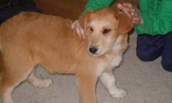 Airedale mix breed.
2 male 2 females
3 months old outdoor dogs
No shots have happened yet
come and get them very cute!!
