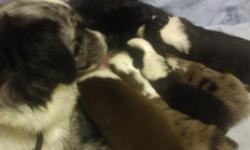AKC- Blue Merle-Female-$275.00 Cash!
AKC-Tri Aussies, 1 Male (black), White Markings with tan points-$225.00
Friendly, healthy, great family pets
Shots & wormings up to date
Good with children and other pets!
Socialized and ready to go
Mom onsite (blue