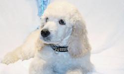 AKC Poodle Puppy?s- Bodacious and Savanna announce the arrival of their beautiful litter of 8 stunning babies. 2 white boys, 1 white girl, 2 velvet black boys, 1 velvet black girl ,and&nbsp; 2 beautiful silvers girls -might be platinum because mom is