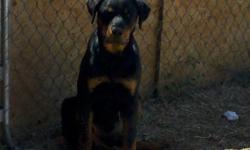 AKC Seven month old German Rottweiler Puppy
Perseus
$900.00
up to date with his shots. Full of energy loving Intact Male.
Located in Wittman Arizona Able to meet up
Serious inquires Only ..
Able to contact with original Breeder regarding Perseus Blood