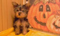 Nice Yorkie Puppies, up to date on their shots, full papers, males & females. Delivery available. 561-881-3326. Other breeds of puppies also available including Boxer, German Shepherd, Bassett, Saint Bernard.