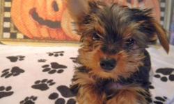 Nice registered Yorkies $400 & up to $675 plus a delivery fee of $75. Delivering week of October 10th. Call now to reserve yours. We also have Yorkie Poos, Yorkichon, Morkies & many more breeds to choose from. 561-881-3326i