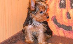 Nice Yorkie puppies--several to choose from, males & females, AKC & ACA registered--full papers. $375 to $675. Plus we have nice Yorkie mixes includung YorkiChons (Yorkie/Bichon Frise), Morkies (Yorkie/Maltese), Yorkie Poos (Yorkie/Poodle) priced at $225.