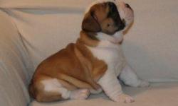 Males and females English Bulldog puppies available with great conformation and health. Do not settle yourself for anything else than a High Quality English Bulldog. Our puppies have great temperament and unique colors and markings. We give our puppies