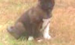 We have a beautiful Akita puppy.&nbsp;She's AKC registered, from non related parents. Our puppies come with a shot card and microchip. We're willing to hold them with a reservation through Paypal. We have 1 female.&nbsp;&nbsp;She's grey with white