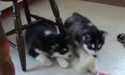 Black and white pups, 8wks.old.
One male,one female shots and wormed.