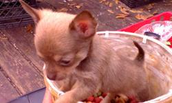 AKC LONG HAIR APPLEHEAD CHIHUAHUA
CHIHUAHUA PUPPY FOR ADOPTION FEE . MOM WEIGHTS 2.8 IBS. AND DAD WEIGHTS 2 IBS. THIS PUPPY SHOULD STAY TINY. HIS EARS STAND UP WITH A CURLY TAIL. IF YOU ARE LOOKING FOR A QUALITY PUPPY HE IS THE ONE. FULL OF ENERGY AND