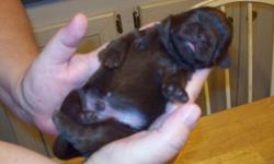 WE HAVE 4 BABY SHIH TZU'S BORN 6-4-2011. ONE SOLID CHOCOLATE TO THE CORE BOY--ONE LIGHT CHOCOLATE GIRL WITH DARK CHOCOLATE TAIL & TIPS, ONE SOLID SHINEY BLACK GIRL AND ONE BLACK GIRL WITH SOME WHITE ON CHEST AND TIPS of TOES AND MULTI COLOR PART WAY UP ON