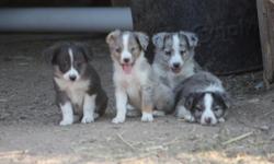 BEAUTIFUL....AKC, NSDR Reg. Mini Aussie puppies. 9 weeks old, 3 blue merels, 1 tri and 1 blk/white. 3 Females and 2 males. These are QUALITY.....Mini aussie. They look like the standard Aussie in the Mini/Toy size!! Good bone, body and substance. These
