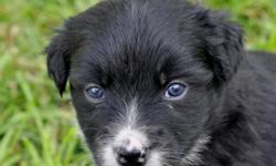 Beautiful black tri boy ready for his new family. This little guy is very outgoing, sweet, loving and super socialized. Already showing lots of interest on stock. This pup will be able do do anything you want. Both parents are very athletic, sweet