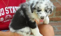 5 adorable Australian Shepherd Puppies. Born May 22, 2011 -- ready to go anytime. Both parents on the premise and are extremely friendly, playful dogs. 1 - Black Tri Female - $400, 1 - B&W Male - $400, 1 - Black Tri Male - $400, 2 - Blue Merle Males -