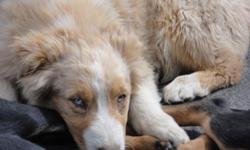 Rejsende spille klaver Problemer AKC- Australian Shepherd Puppies. for sale in Dahlonega, Georgia - Best  pets Online