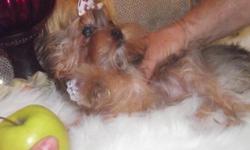 Super big eyes !! Baby doll face, and fur ball AKC Golden parti Teacup female!! Doll! 1 year guarantee. She is 5 month old and, weigh 2.4lbs. Cuter than picture. Big eyes, and short nose baby doll "Golden Nugget" http://www.alrikoyorkies.com/