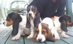ACK basset hound puppies for sale. nine, three females and six males. DOB 7/16/10 and will be ready for their new homes on 9/10/10. Mom and dad are on site to be seen. Puppies will have health cert. at eight weeks. They are $350.00 for tri-color and