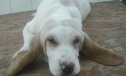 **Great Easter Gift**
Valentine is a Lemon&White female Basset Hound!
Valentine is ready to go!! What a Perfect Gift Of Love!!
Our puppies are Family Raised with plenty of love, attention & baths!
They go home with health certificate, at least 1st shots,