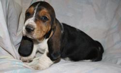 Beautiful AKC Basset Hound pups for sale! Extra long ears, big feet, and sad eyes yep its a Basset Hound. Well socialized and ready for a new home. Lemons available. Visit us on facebook pjstexasbassethounds or call for more info 325-365-1274.