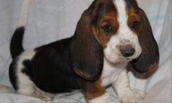 Beautiful AKC Basset Hound puppies with extra long ears, sad eyes, and big feet! Well socialized and ready for a lifelong loving home. Lemons available. Visit pjstexasbassethounds on faceook to see our beautiful pups. Call 325-365-1274 for more info.