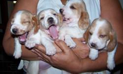 Bentley Street Bassets has 4 litters of puppies that will be ready after January 19, 2013.&nbsp;
Eventhough we are located north fo Detroit, MI we will be happy to bring your puppy to the Toledo area at the end of January.&nbsp;
We are providing each new