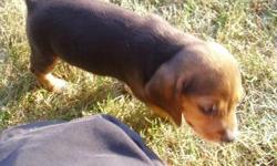 AKC male born june 1st. 2nd shots and wormed. Located near Edgerton, Oh. Will ship by ground or can deliver locally for gas money. Call Jim at 419-551-4423. Click on link to watch video.
http://www.youtube.com/watch?v=ukpTxGMQWjk