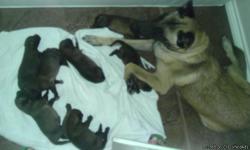 AKC Belgian Malinois from Champion bloodlines; show and work quality. 5 females and 2 males born 8/30/12; available locally on 10/17/12. Call for more pictures. Serious inquiries only.