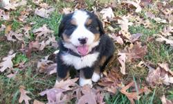 This litter of AKC Bernese Mountain Dog puppies have been AKC registered, vet checked, wormed and have had their dew claws removed. They were born September 17 and will be ready for their new homes November 13, 2010. We only have three puppies left from