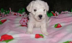 Don't miss out on these beautiful AKC registered Bichon Frise babies. They were born on 10/16/10. They will be ready for their loving homes just in time for Christmas. They will have first shots and will be wormed and vet checked. They are currently 5