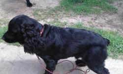 We are trying to sell our beloved Gunner, AKC Black Cocker Spaniel, that we had purchased from a pet store a year ago.&nbsp; He is very loved, social, and well-behaved at Groomers and Vets.&nbsp; We cannot afford to keep him anymore, I just found out I