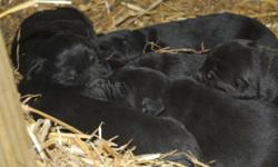 AKC Black Lab Puppies. Born 3/1/2011. Ready after 4/15/2011. The Mother is a double registered yellow lab and the father is an AKC registered triple chocolate (both on site). All puppies will have their first shots, de-wormer and AKC paperwork. $300 or a