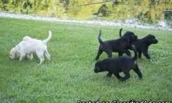 2 Female and 1 Male 7 Weeks Old, AKC Black Lab Puppies