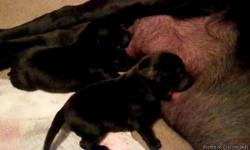 Black Labrador Retriever Puppies. AKC. Champion Bloodline. Both parents on site. Both have high Retrieving drive.
