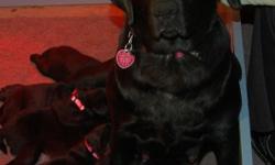 Black labs for sale and ready for the Holiday Season. Whelped on 10-29-12. Both parents are from pointing lab families and from hunting backgrounds. The Sire is a Certified Pointing lab and has the hip, elbow, and eye certification. The Dam is two years
