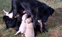 AKC Black Labradore Puppies
8 weeks old (as of 4/29), only 3 females left.
$250, with shots.
Puppies have been thoughly checked by vet and come with a health guarantee. Dad (yellow) is a proven bird dog and Mom (black) is a proven lovebug; both are on