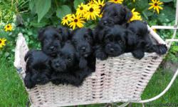 These are outstanding, beautiful, healthy puppies from owners with over 30 years experience breeding quality Miniature Schnauzers. We breed only one litter a year and this is an exceptional litter with four males and three females. Born on July 15, 2011,
