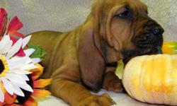 We have gorgeous AKC registered Bloodhound puppies! Our puppies are healthy, happy and well socialized. The puppies are 10 weeks old and are ready to go to their new loving, forever homes! All of the puppies have been vet checked and have had their dew