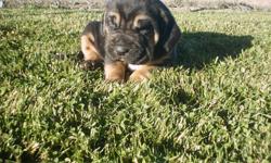 AKC Bloodhound Puppies
7 weeks old, first shots
Delivered to the Salt Lake City area Dec. 18th
2 male and 2 female