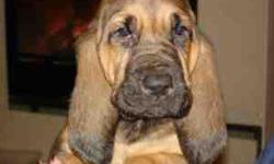 Full Blooded AKC Bloodhound puppies for sale to GOOD HOMES. Male and Female available - Mother & Father onside. For more information please contact Me through Email